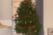 Bertie, The Best Christmas tree stand
